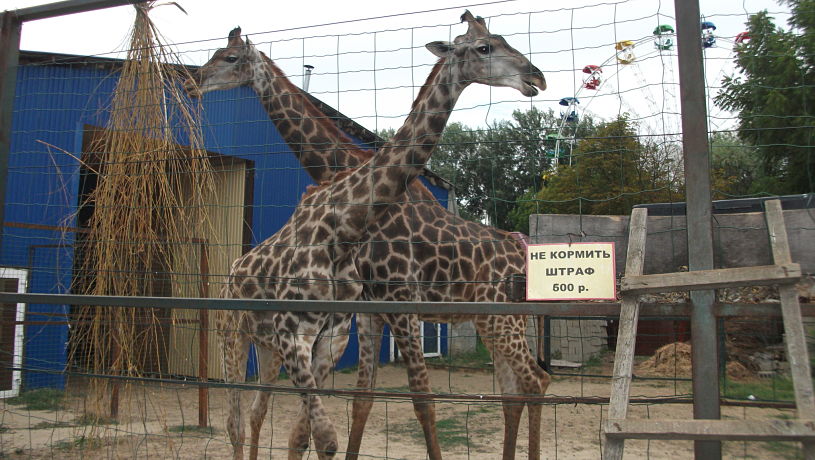жирафы в сафари-парке